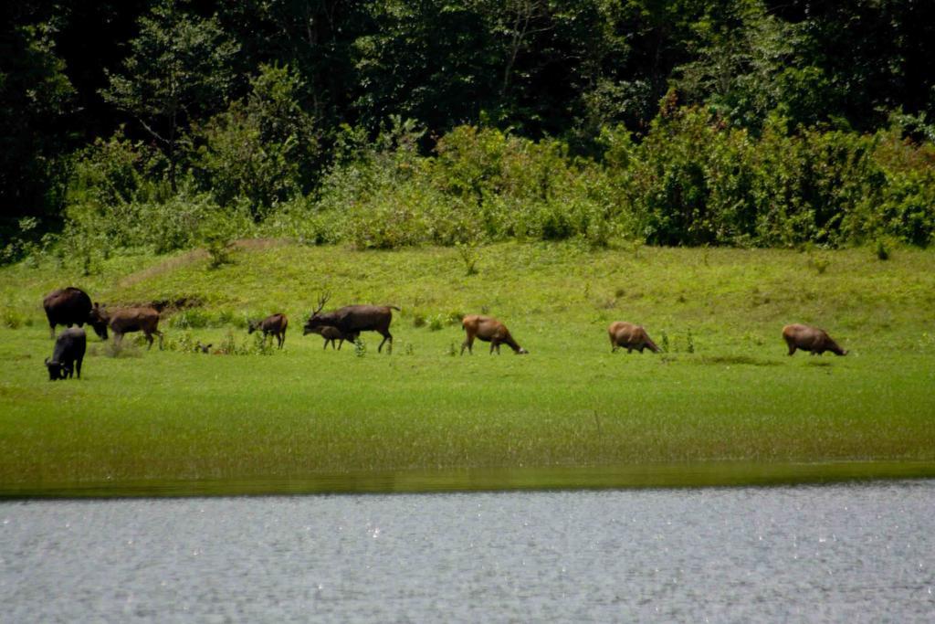 Dean Dale Cottages Thekkady Zewnętrze zdjęcie